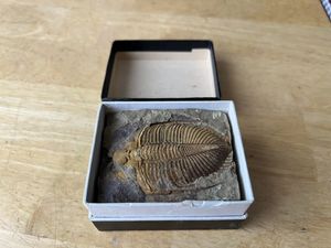 三葉虫のYahoo!オークション(旧ヤフオク!)の相場・価格を見る｜Yahoo