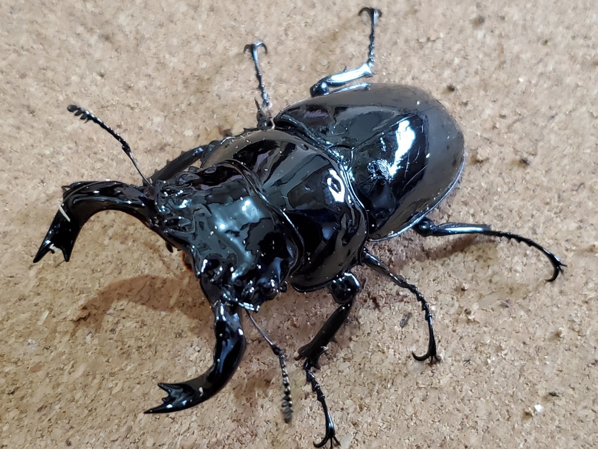 タランドゥス　成虫ペア♂72.7mm♀52.6mm (タランドゥスオオツヤクワガタ)