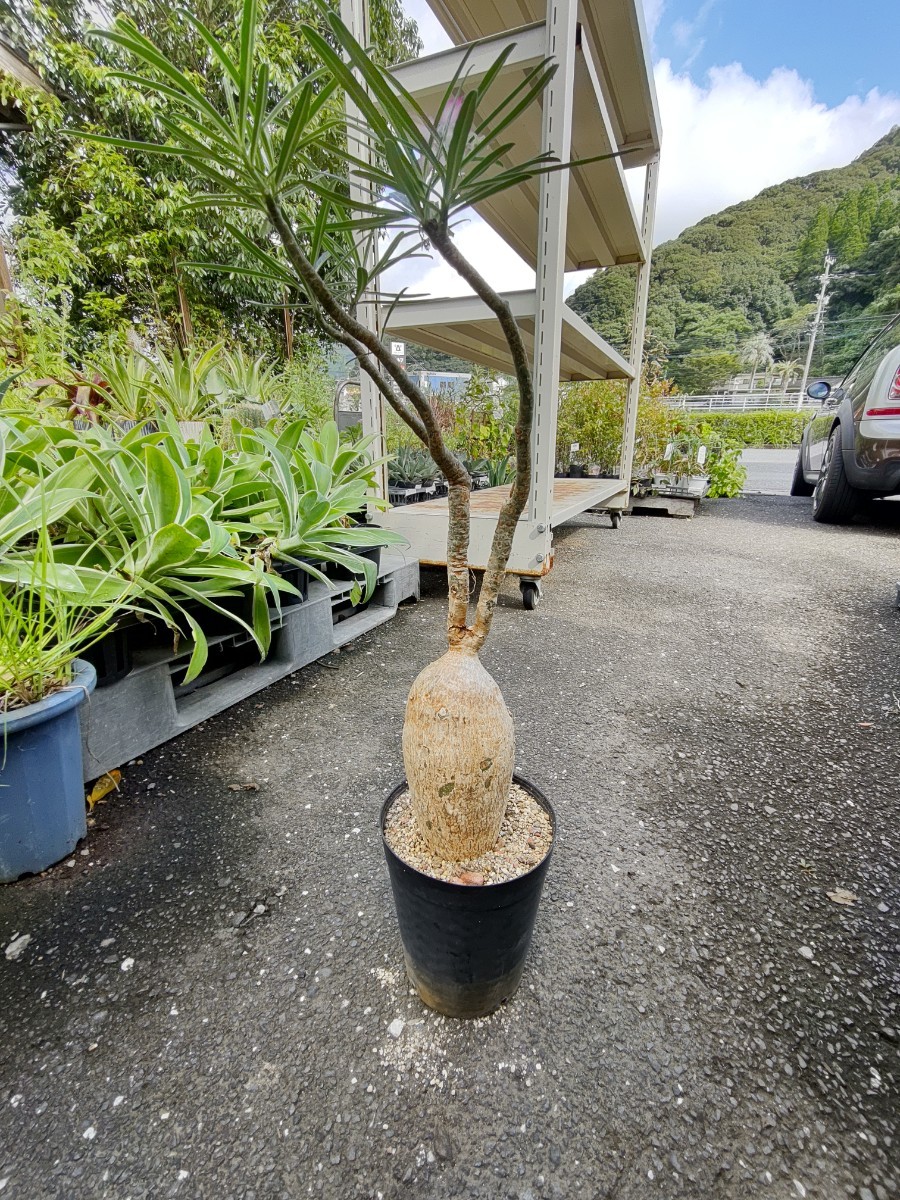現品塊根植物 アデニウム ソマレンセ 8号鉢 現品塊根植物 アデニウム ソマレンセ 8号鉢