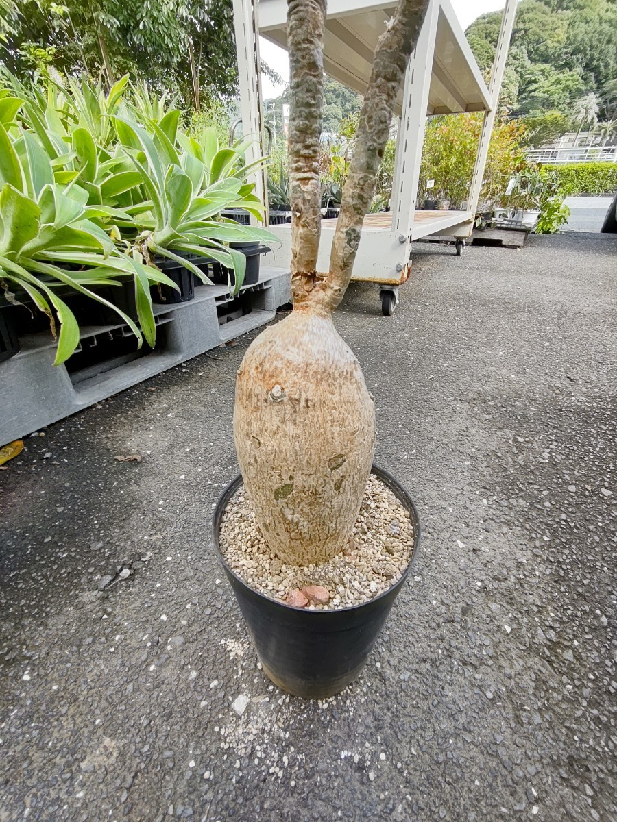 現品塊根植物 アデニウム ソマレンセ 8号鉢 現品塊根植物 アデニウム ソマレンセ 8号鉢
