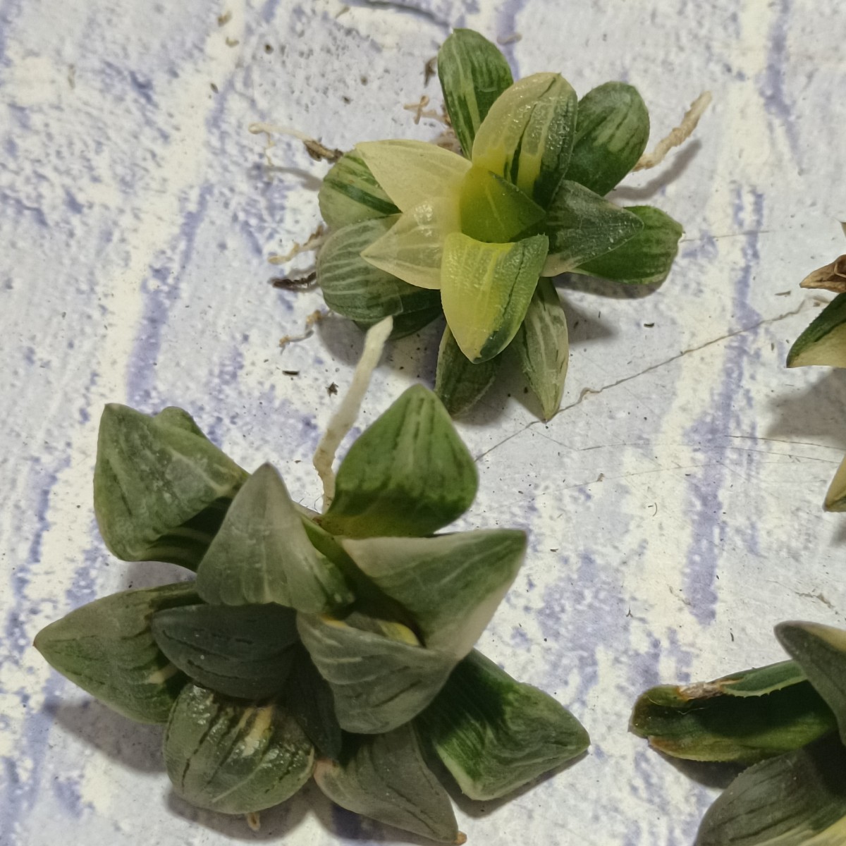 S323 多肉植物 ハオルチア ピクタ錦 極上斑4株 (検 オブツーサ錦 S323 多肉植物 ハオルチア ピクタ錦 極上斑4株 (検 オブツーサ錦