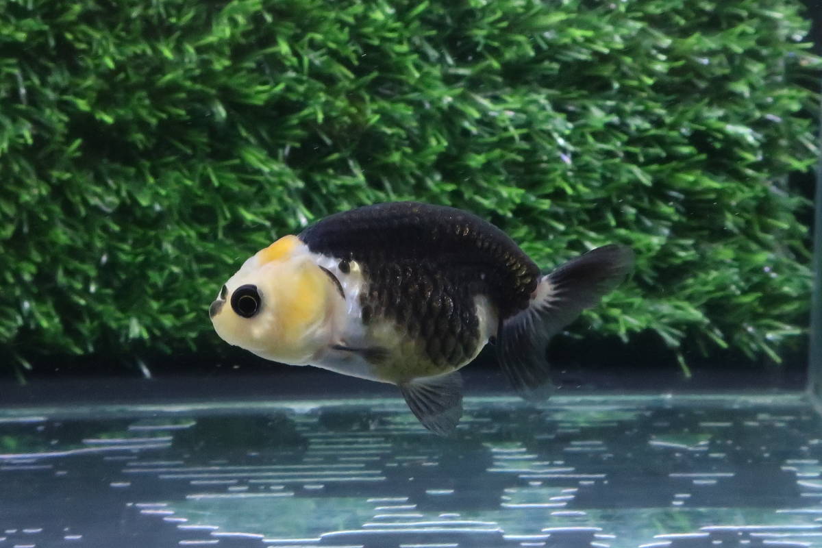 85＜water-flap＞ タイ産　パンダライオンヘッド