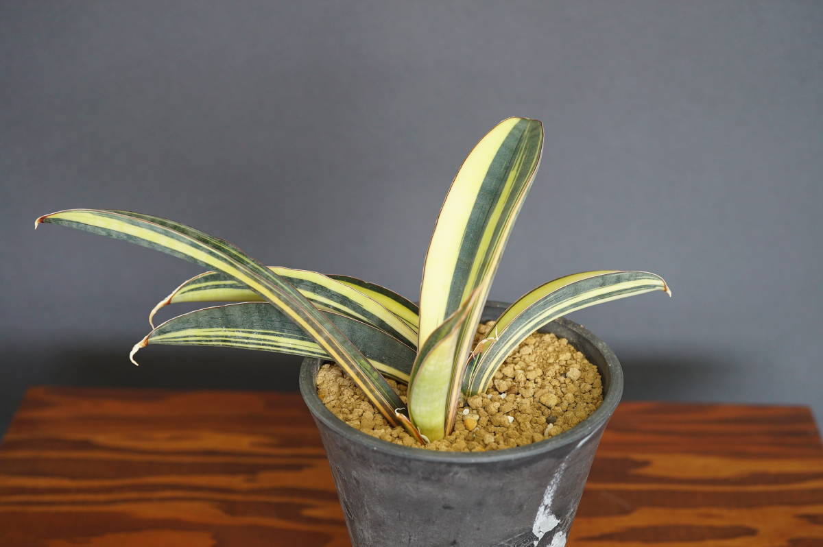 39サンセベリア ピンクバット 斑入り Sansevieria hallii 'Pink Bat