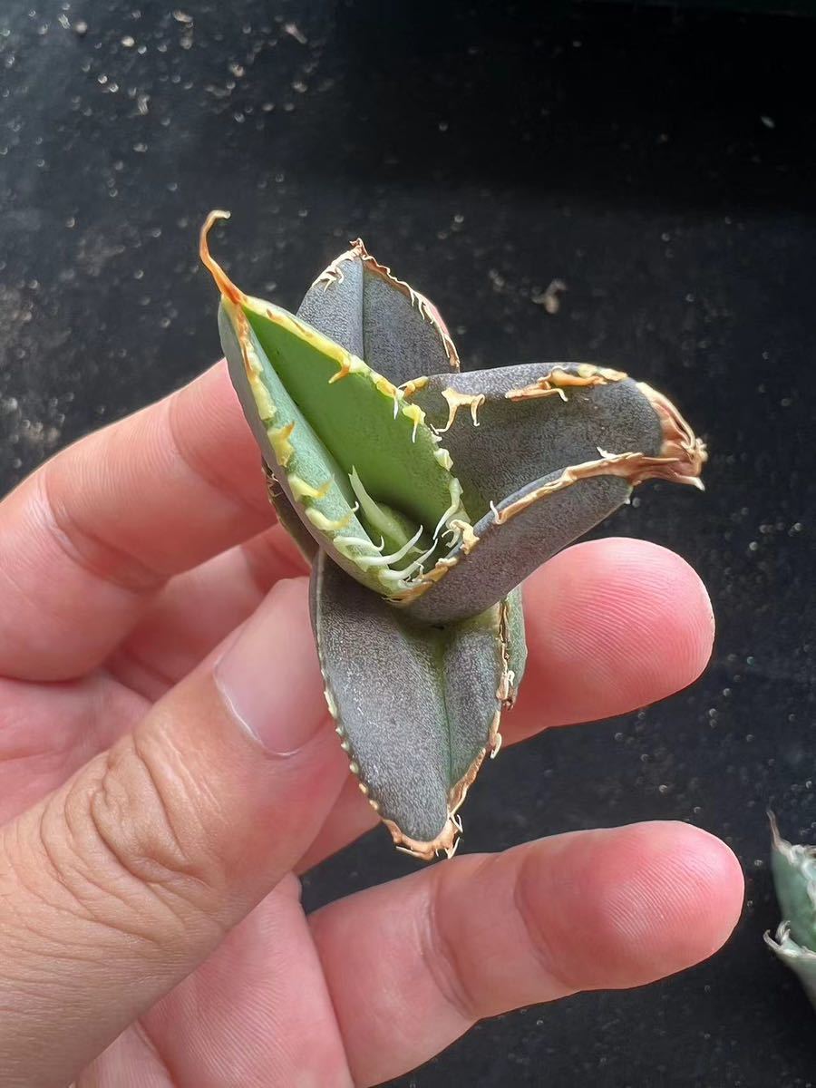 Z-1多肉植物アガベ チタノタ 激レア高級品種 『緋紅牡丹』最も特殊な品種 厳選極上子株