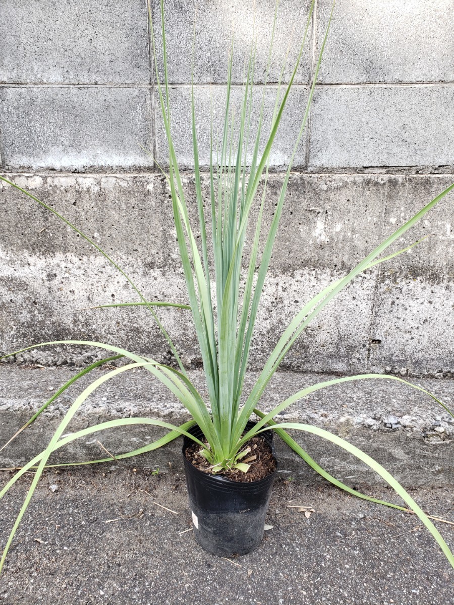 現品】 ノリナ エクセルサ Nolina excelsa 【公式通販】