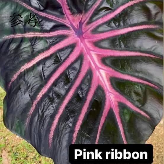 ぶ*ン様 コロカシア　ピンクリボン 希少※ Colocasia”PINK RIBBON”☆ピンクリボン☆コロカシア
