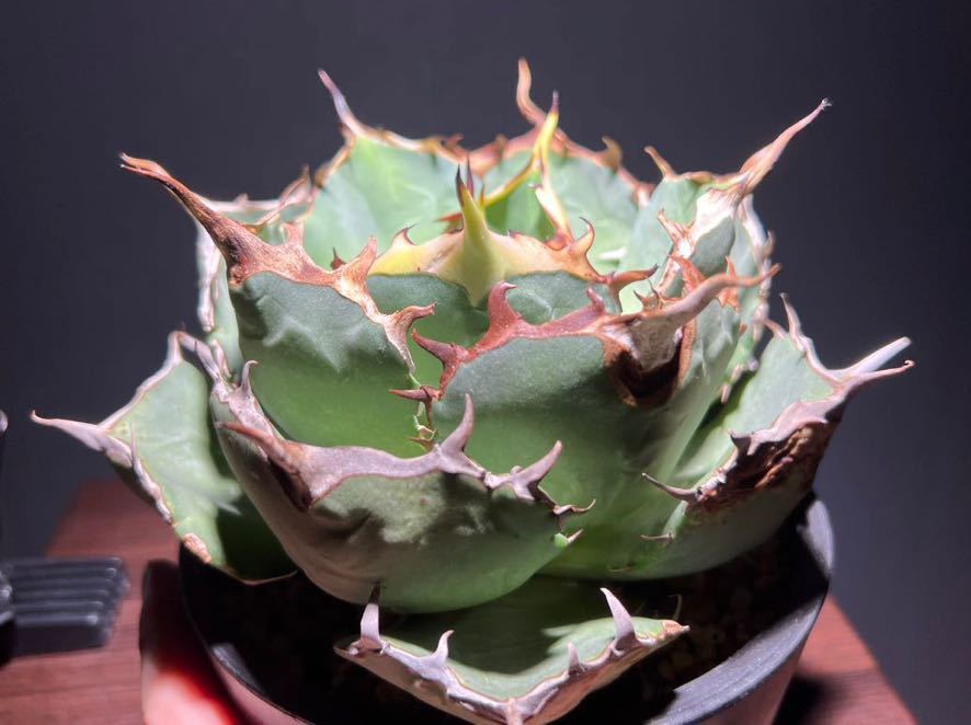 アガベ チタノタ ノーネーム コレクション株 【子株6つ付き】