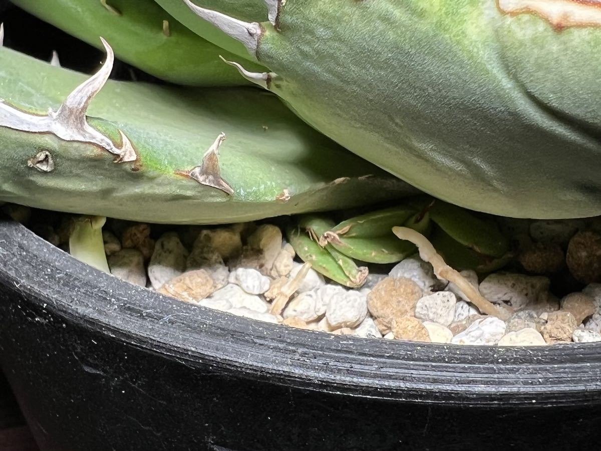 チタノタ ノーネーム コンパクタ ボールタイプ 中株 アガベ チタノタ