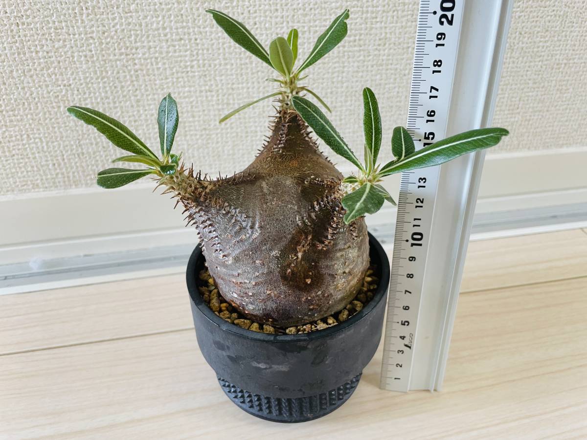 送料無料 パキポディウム グラキリス 現地株 発根済 ボール型短枝 