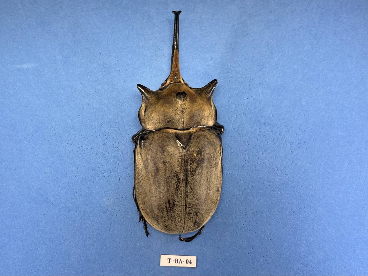 昆虫標本: エレファスゾウカブト　1♂ (T-BA-04)