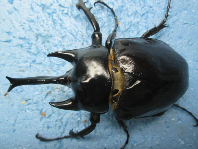 アクティオンゾウカブト(レックスゾウカブト) ペア標本 レックス