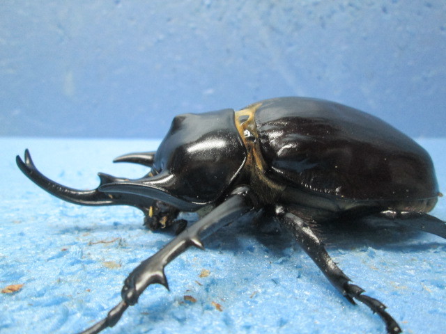 アクティオンゾウカブト(レックスゾウカブト) ペア標本 レックス