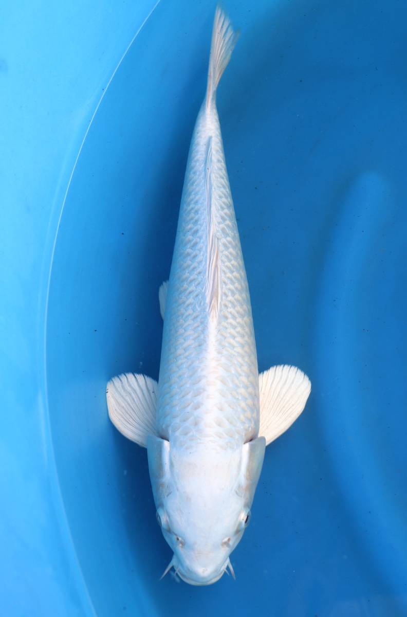 ★坂本屋★S5030プラチナ黄金、サイズ：43cm、性別：オス、2021年産