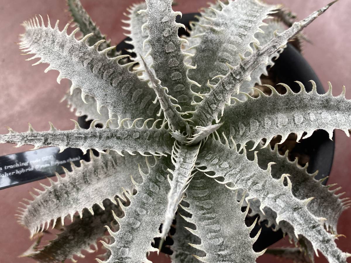 Dyckia tracking code GDD (Bill Baker hybrid)