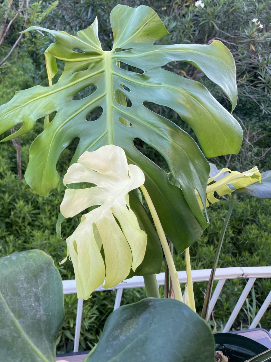 観葉植物 モンステラ斑入り 黄斑入り 7号 モンステラ：斑入り（黄斑