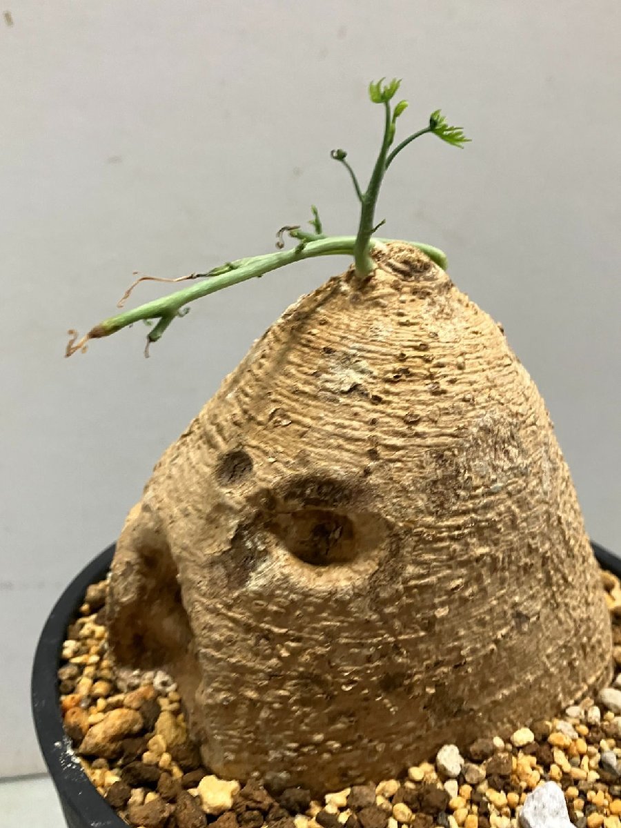 ハ0316 「塊根植物」アデニア ペリエリ 大 植え【未発根・Adenia