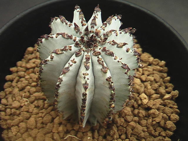 ☆奈研☆サボテン・多肉植物☆24☆ ユーフォルビア ホリダ(特白肌