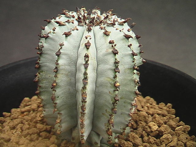 ☆奈研☆サボテン・多肉植物☆24☆ ユーフォルビア ホリダ(特白肌