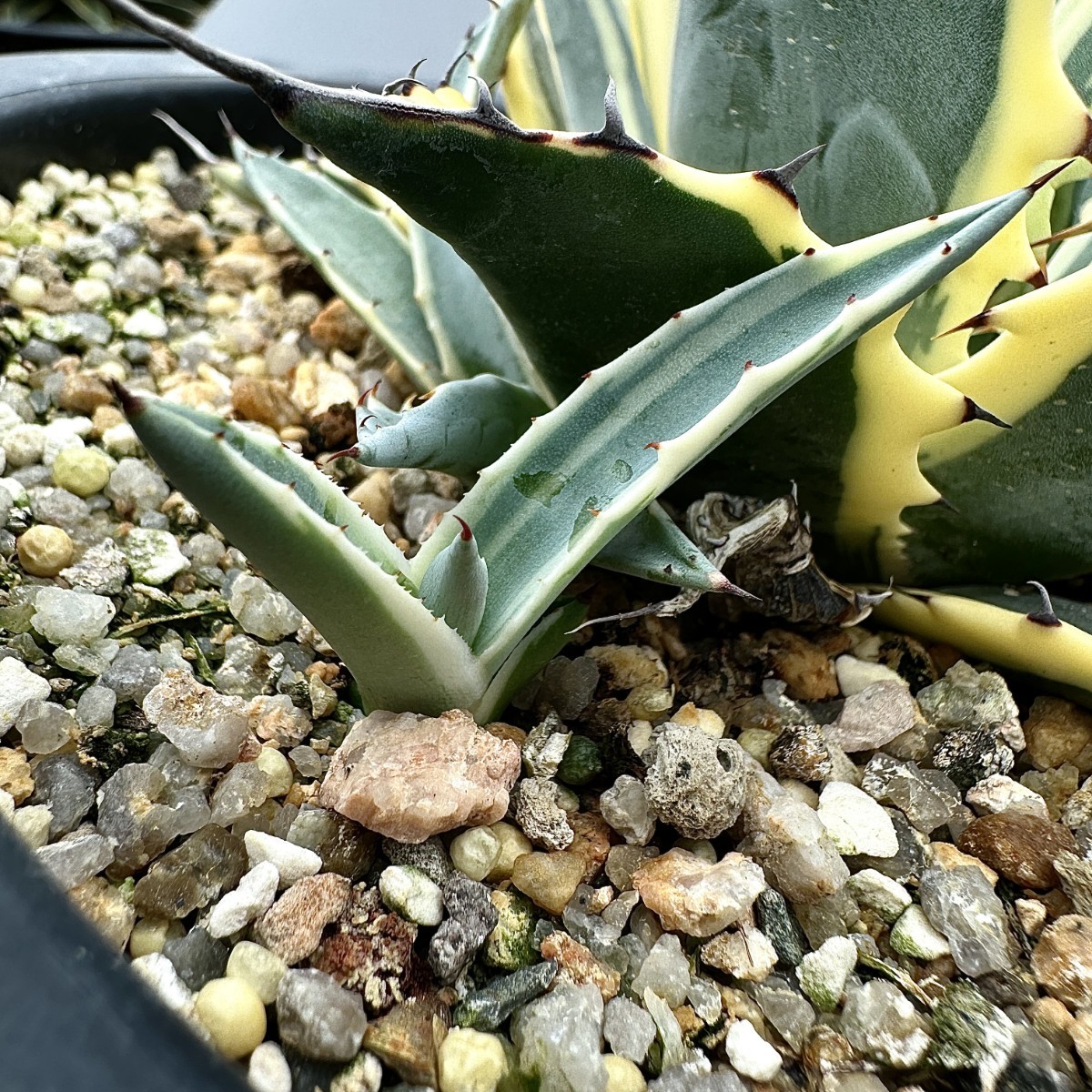 ◎アガベ パラサナ 'ファイヤーボール'◎