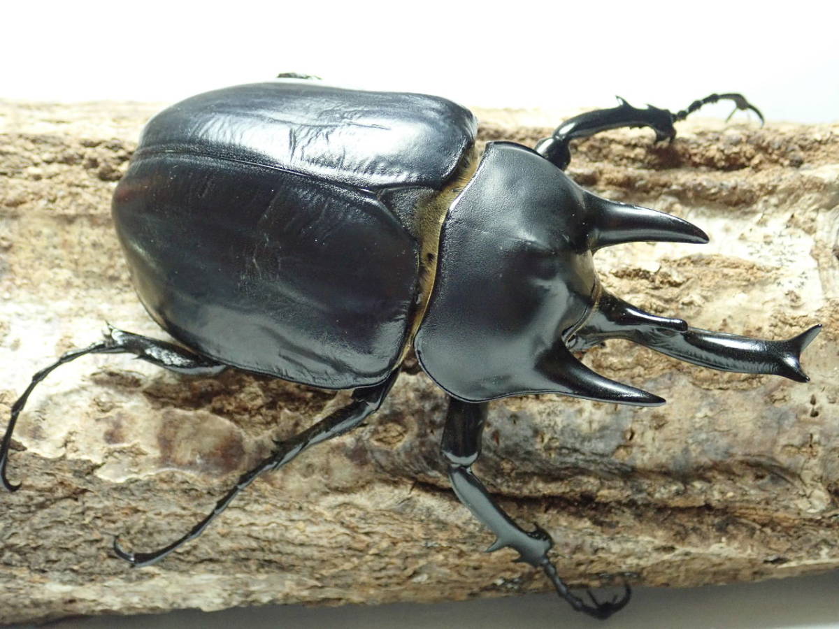 ■♂125×♀79の子■超特大血統■ペルー産レックスゾウカブト／アクティオンゾウカブト♂109㎜♀75㎜B品ペア■Beetle少年＠大阪■未使用