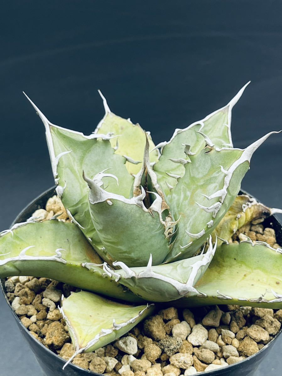 オテロイ 実生 60株以上 強棘 まとめ売り 20. アガベオテロイAgave