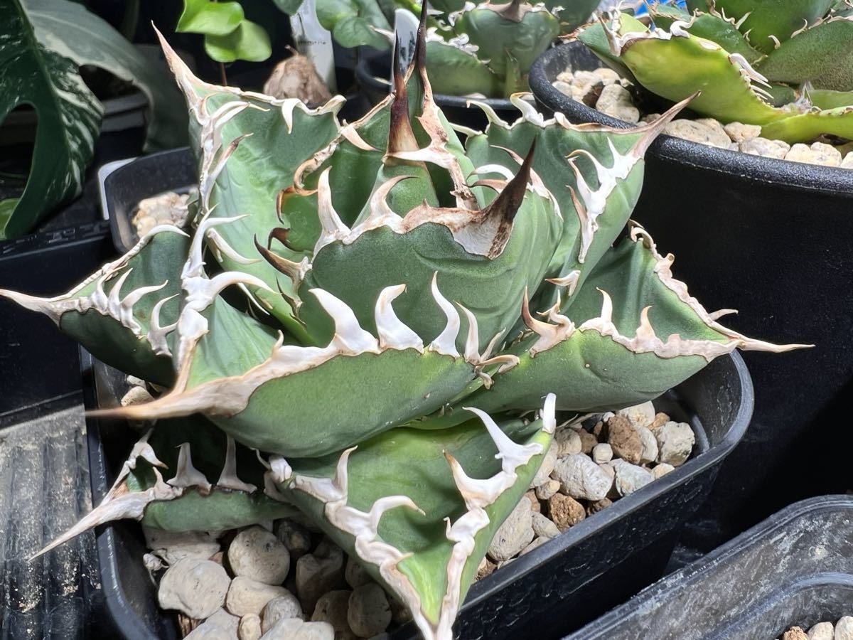 アガベ チタノタ ハデス ⁄ 黒帝斯 HD-04 | アガベ専門店 モンスター