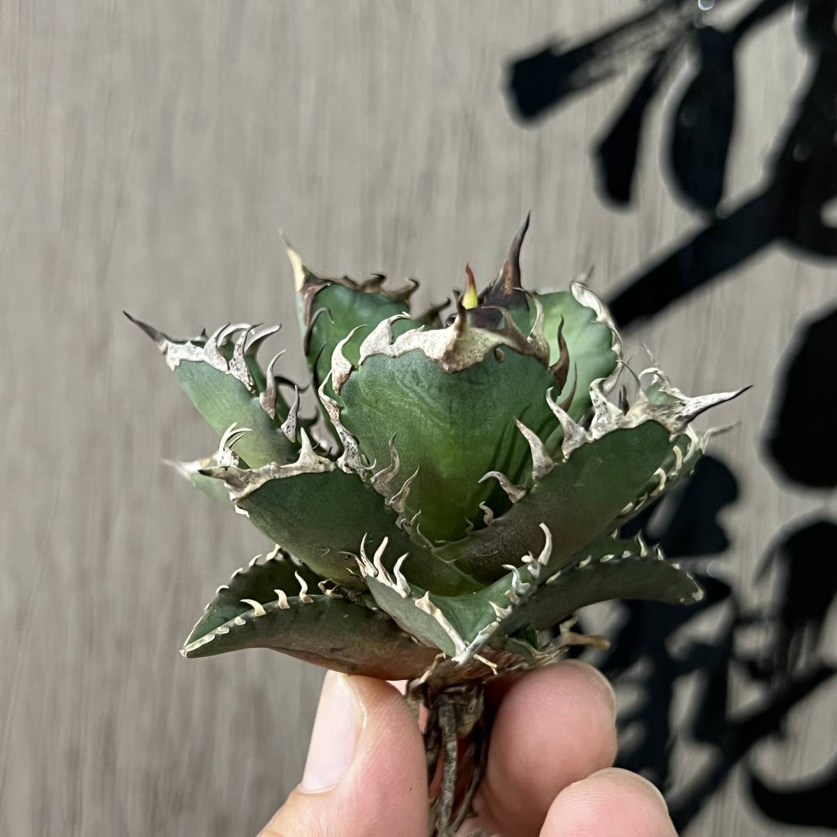 龍園觀】No.115 特選 アガベ 多肉植物 チタノタ レッドキャット