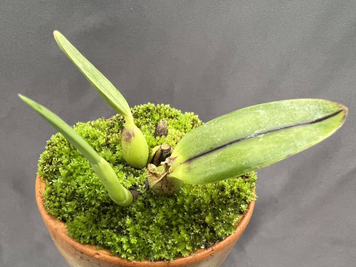 旧ソフロニティス3種類3株セット 洋蘭 原種 カトレア属 C. coccinea 極丸