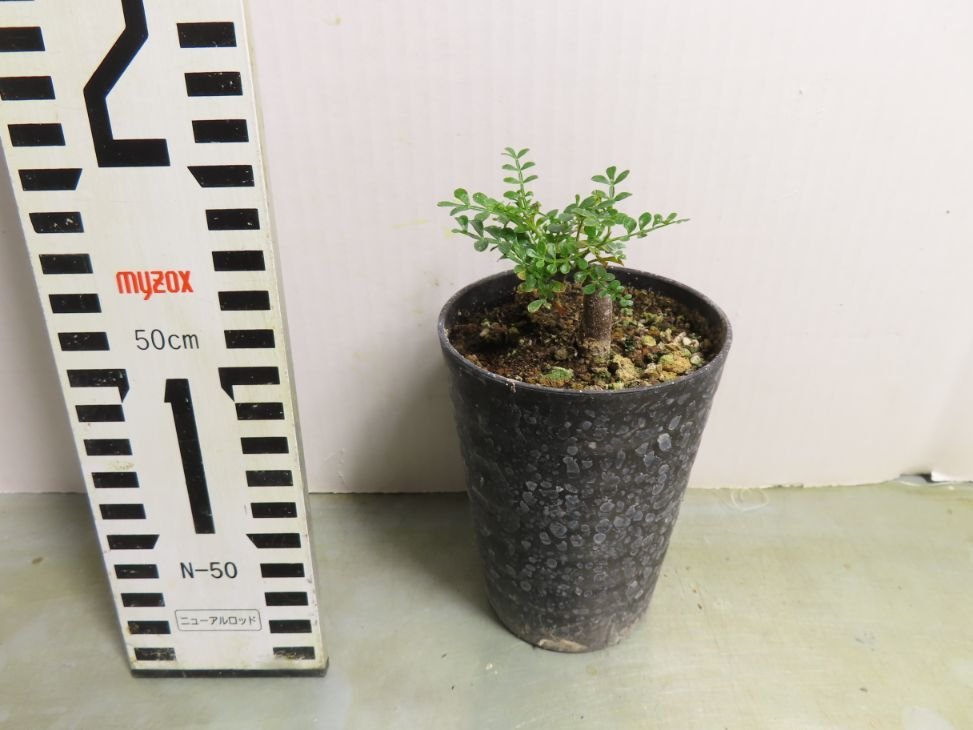 植物⁄オペルクリカリア⁄パキプス実生・根差し ヘ8180 「実生株 植物⁄オペルクリカリア⁄パキプス実生・根差し ヘ8180 「実生株
