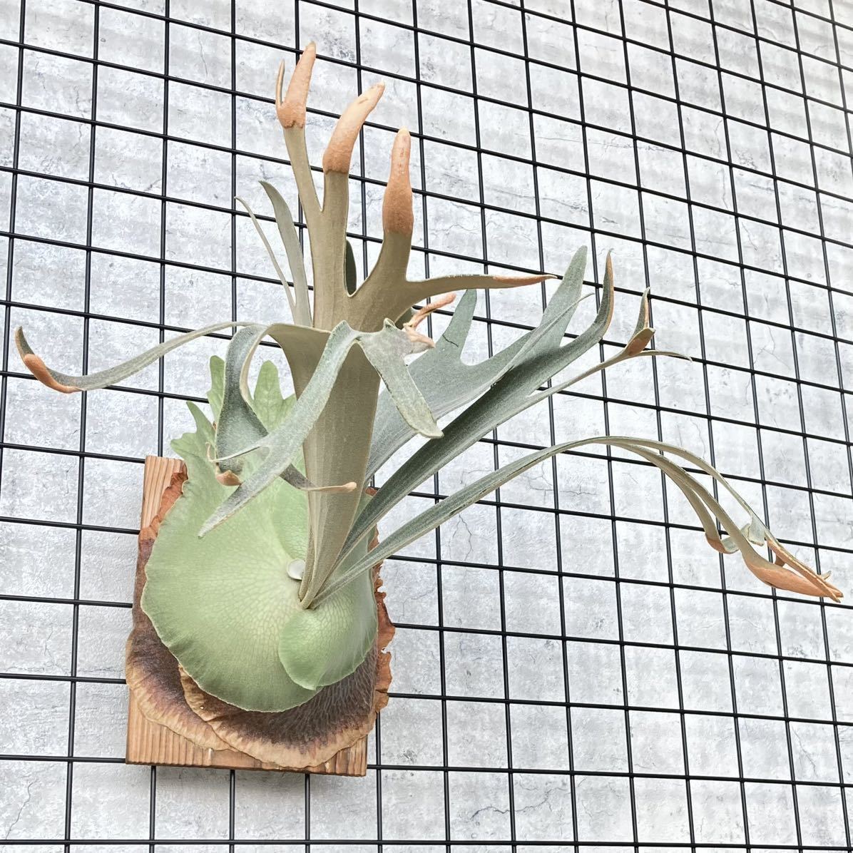 ビカクシダ ホワイトホーク white hawk 親株 ビカクシダ ホワイトホーク white hawk 親株 P.white hawk