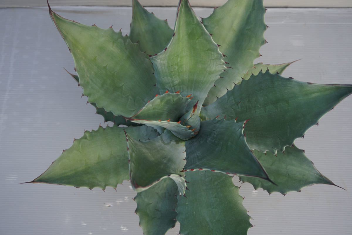 1円〜スタート！ Agave shrevei ssp.magna アガベ シュリベイマグナ 大 