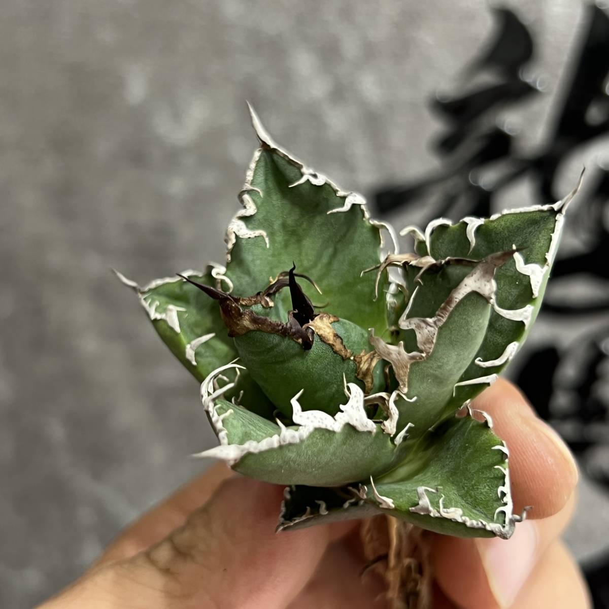 龍園觀】①No.349 特選 アガベ 多肉植物 チタノタ 凱撒