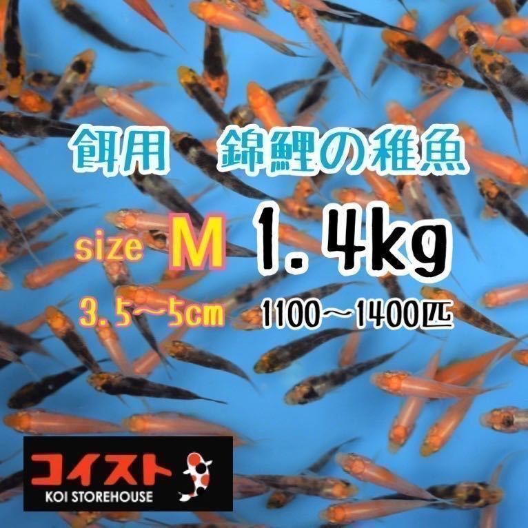 錦鯉稚魚　サイズM　1.4Kg　餌用　約3.5～5㎝（1100～1400匹）プラス100ｇ　選別漏れ