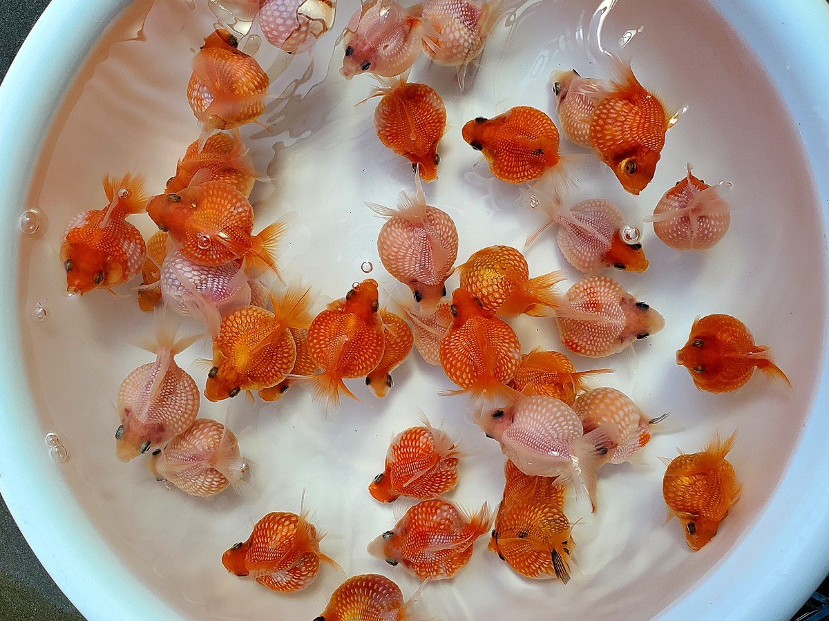 国産☆ピンポンパール☆10匹☆約5.5cm☆当歳☆上質