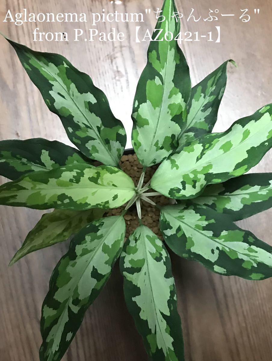 Aglaonema pictumちゃんぷーるfrom P.Pade【AZ0421-1】 アグラオネマ