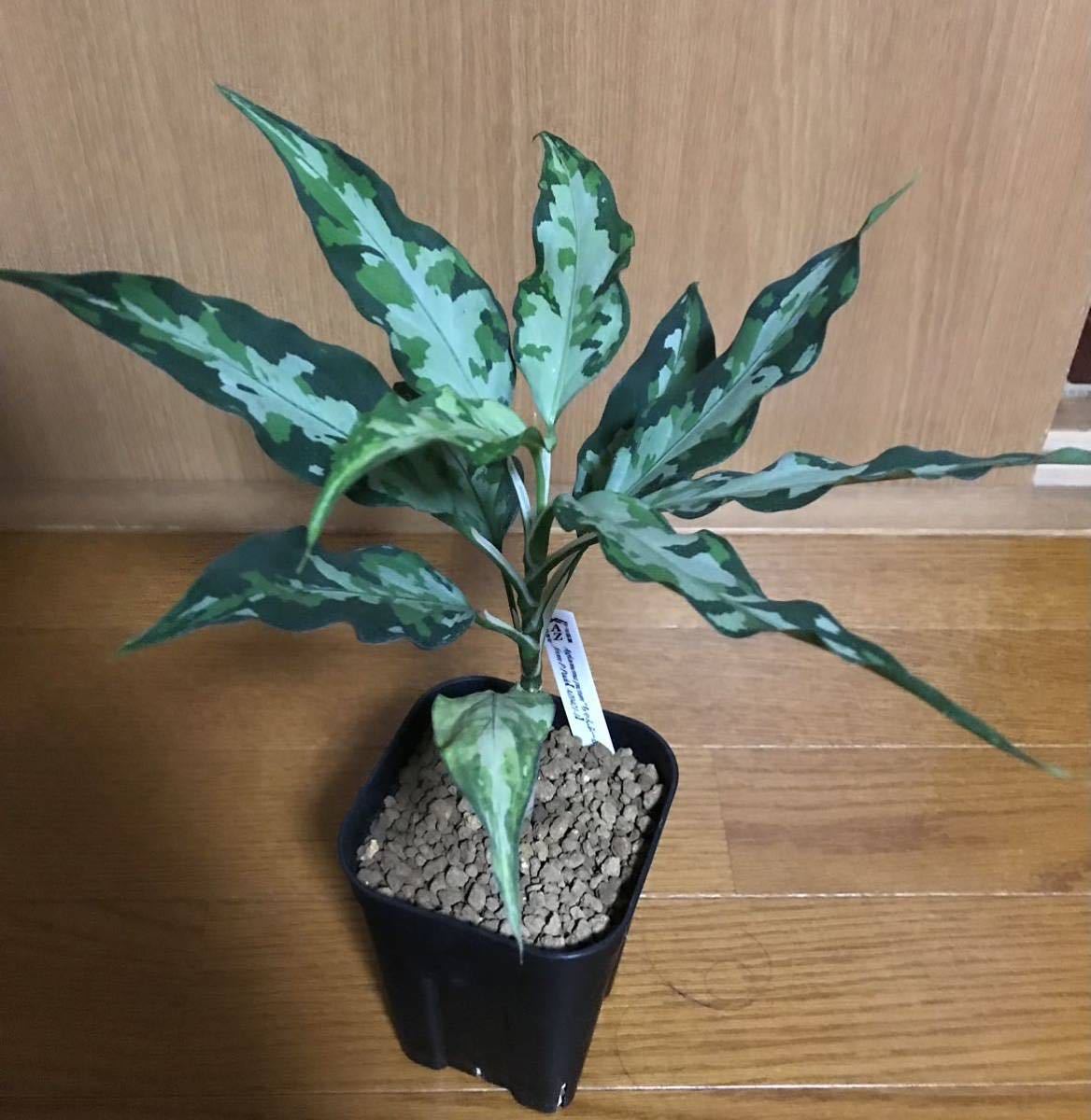 Aglaonema pictumちゃんぷーるfrom P.Pade【AZ0421-1】 アグラオネマ