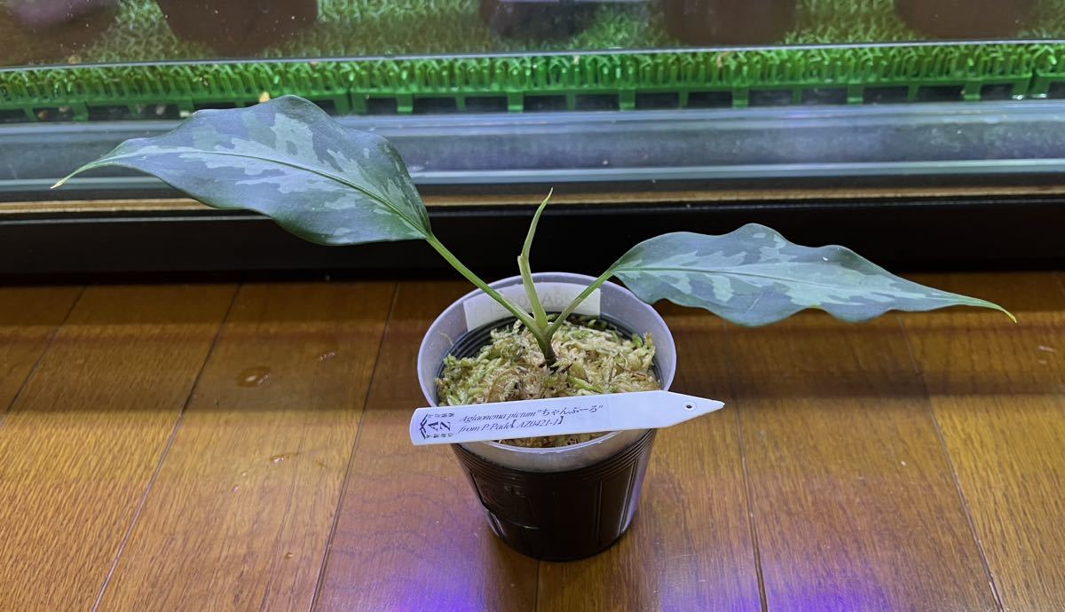 Aglaonema pictumちゃんぷーるfrom P.Pade【AZ0421-1】 アグラオネマ