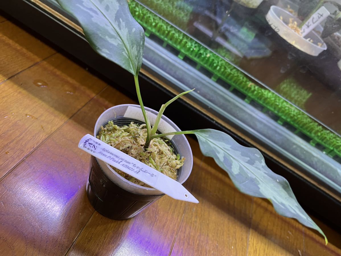 Aglaonema pictumちゃんぷーるfrom P.Pade【AZ0421-1】 アグラオネマ