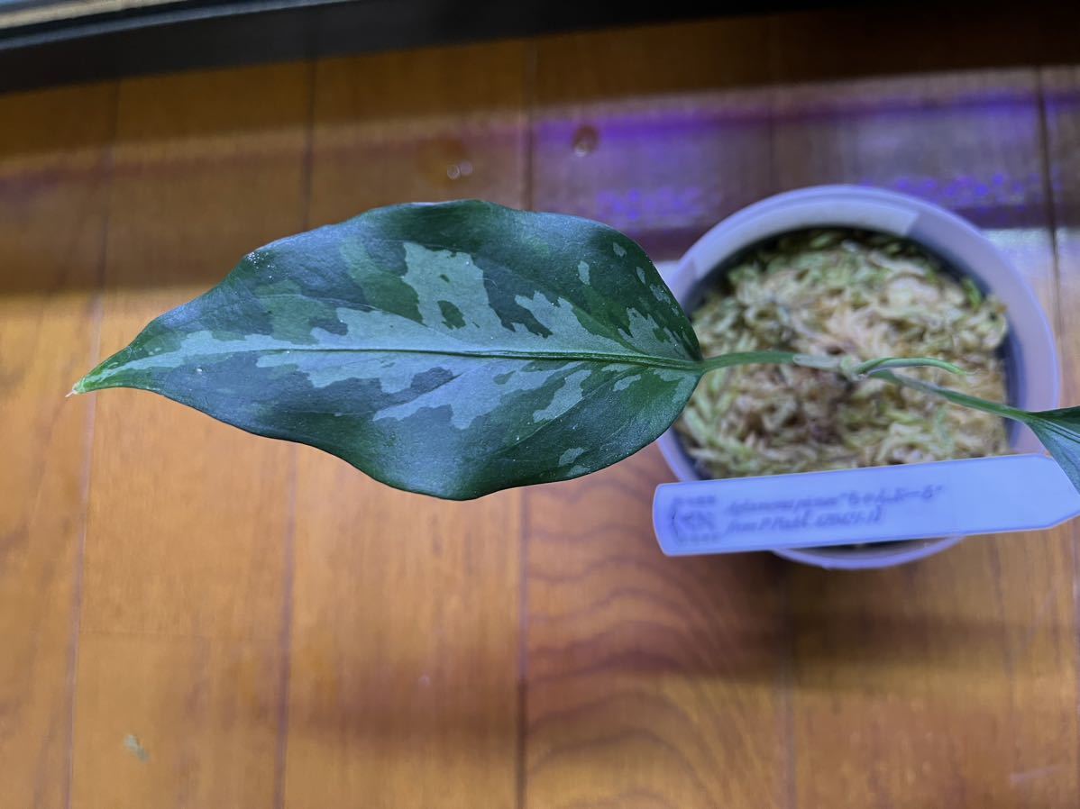 Aglaonema pictumちゃんぷーるfrom P.Pade【AZ0421-1】 アグラオネマ
