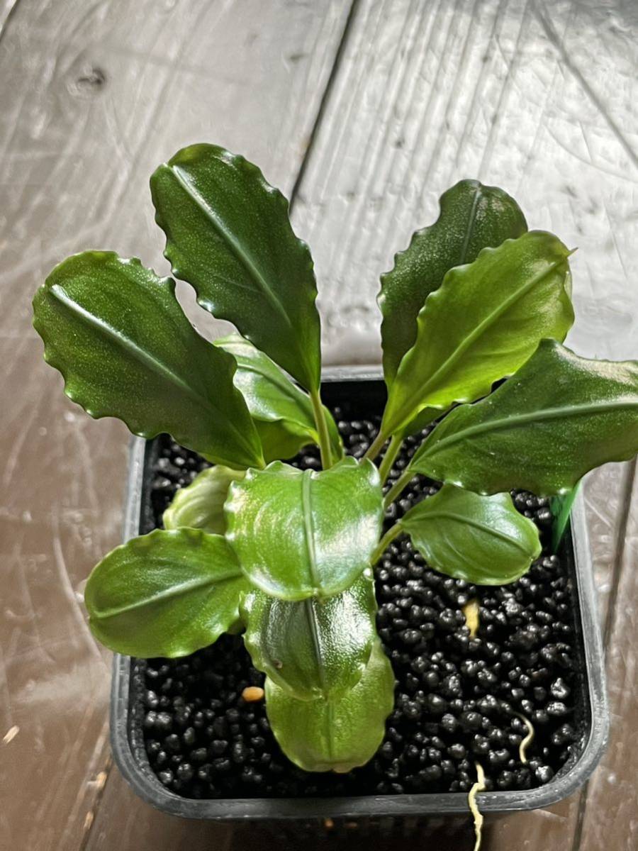 ブセファランドラ Bucephalandra sp.Sungai Ayak LA便 sp