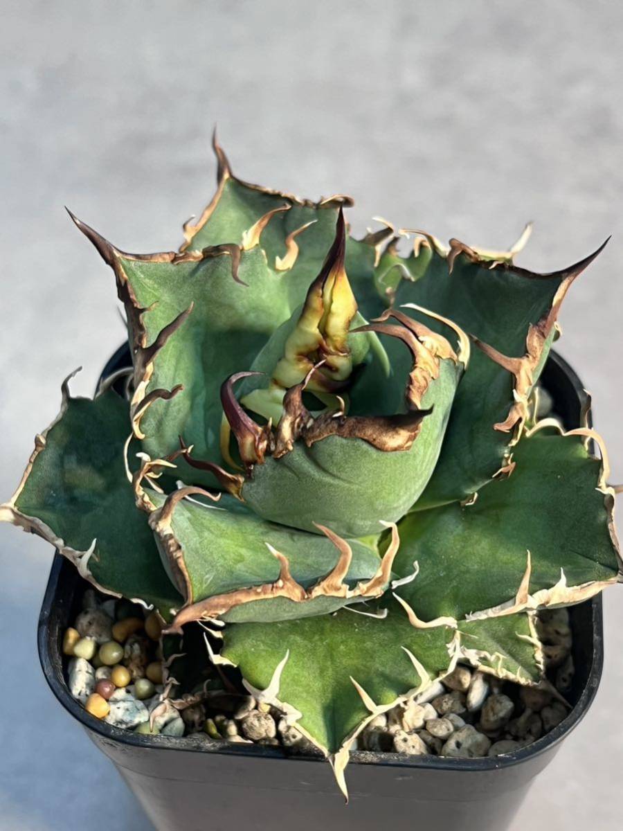 イラン株 ノーネーム オテロイ イラン産 noname 子株】アガベ チタノタ