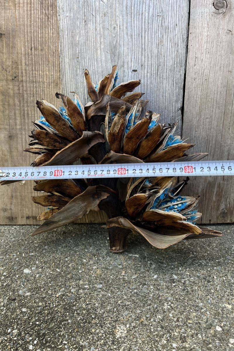 タビビトノキ 青い種 2