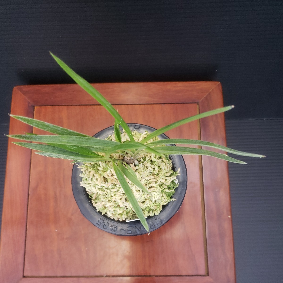 富貴蘭 | 花纏白縞・最上親株 風蘭 蘭 豊 花 花纏 富貴蘭奇花4種「花