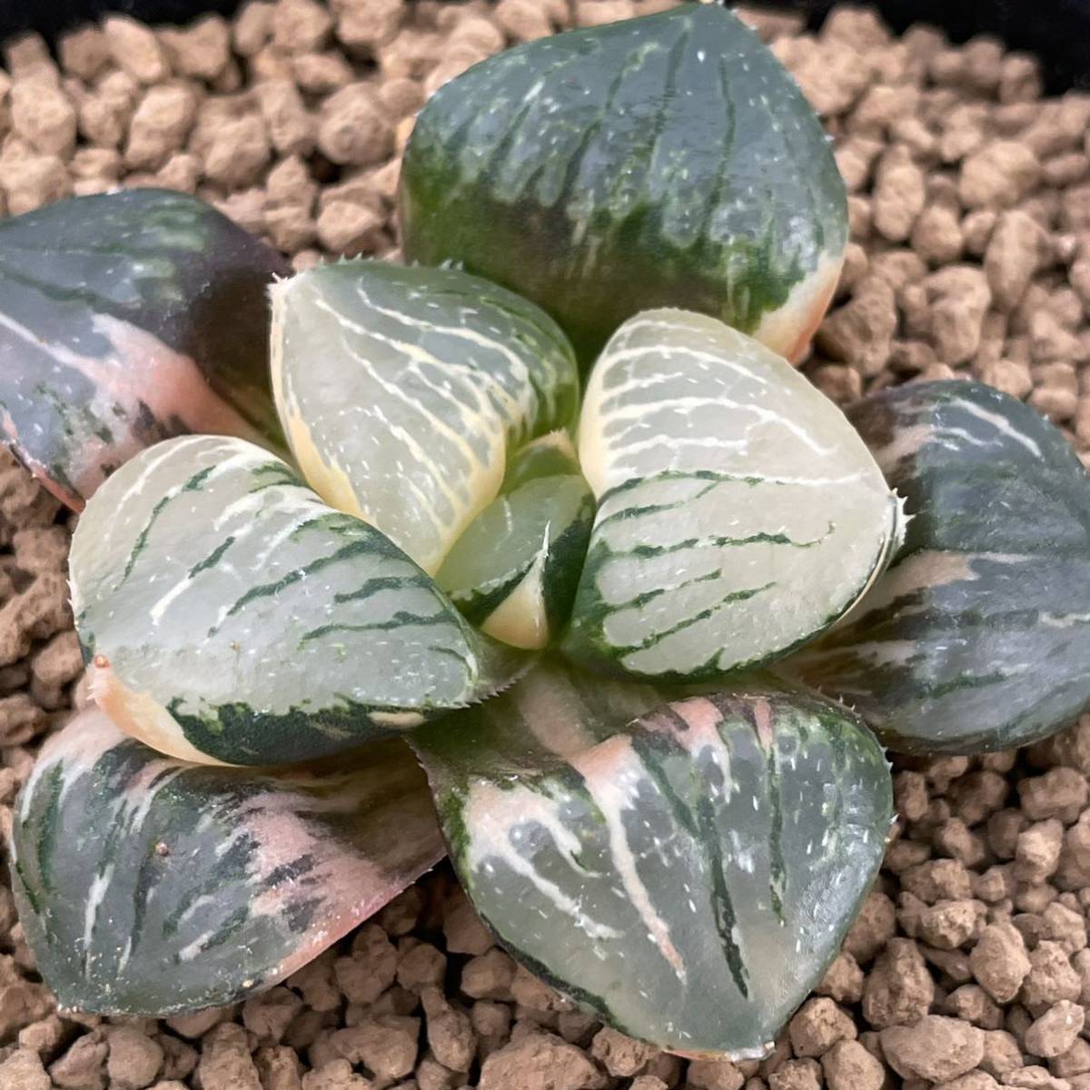 ≧∇≦）多肉植物 ハオルチア 伽藍錦の実生 極上斑