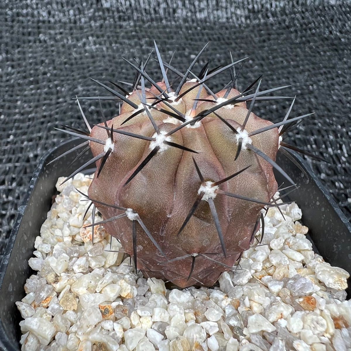 Copiapoa sp3本　実生 （黒王丸×カルデナラ）×dura （cinerea×calderana）×dura 