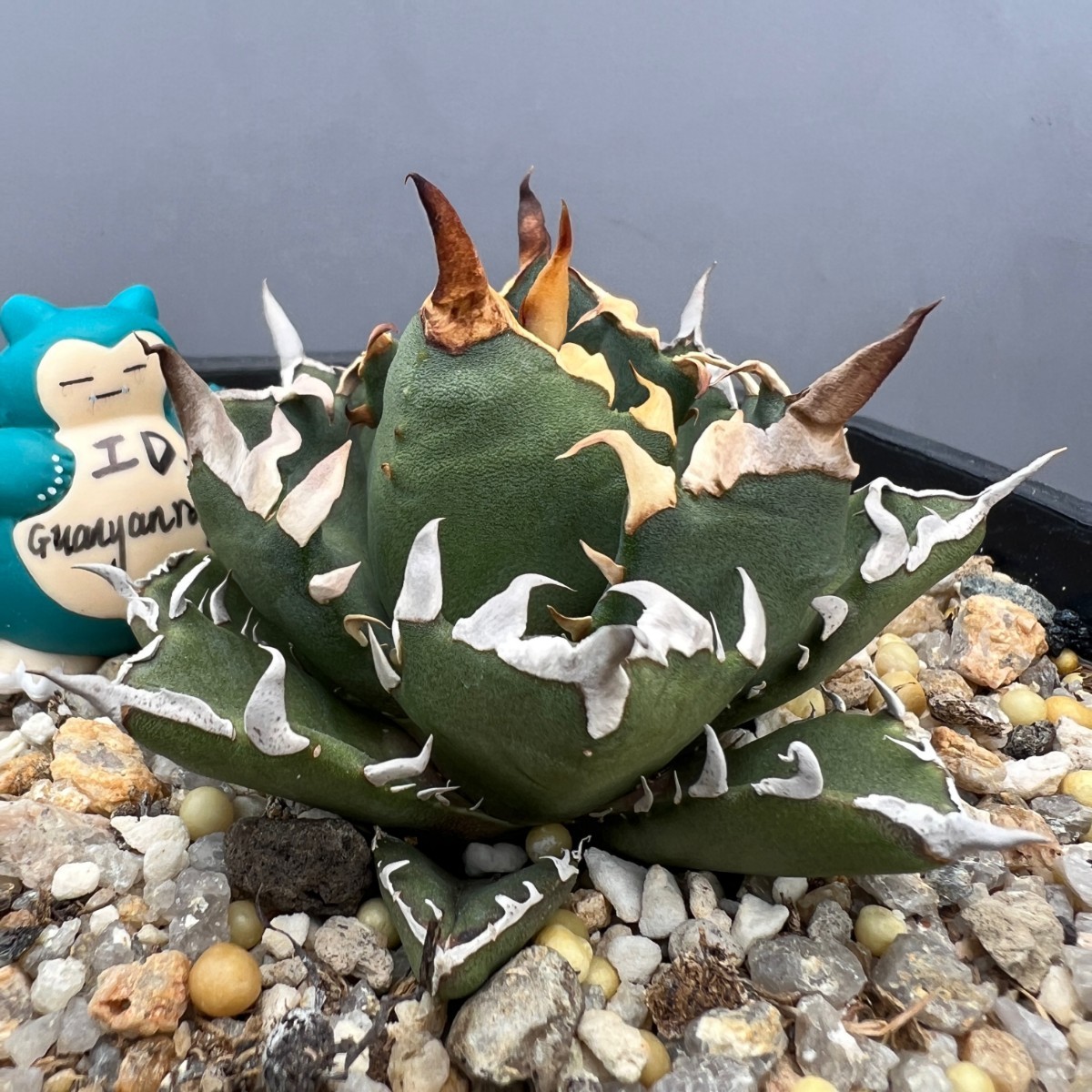 A19 アガベ チタノタ 正規品です 鬼爪 雪峰 極上子株