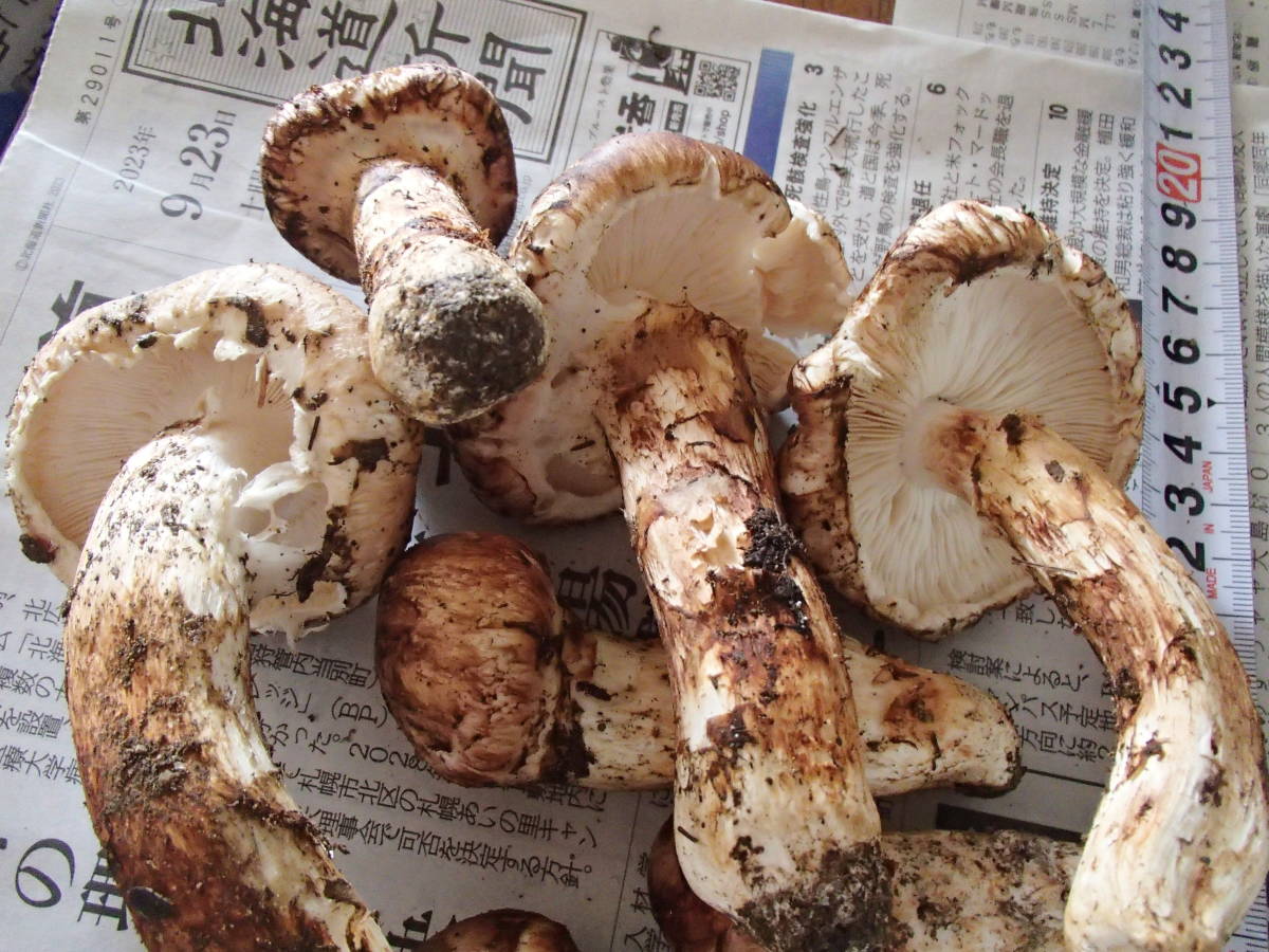 松茸北海道産 ☆松茸北海道産☆600g 公式通販 松茸 岩手県産 北海道