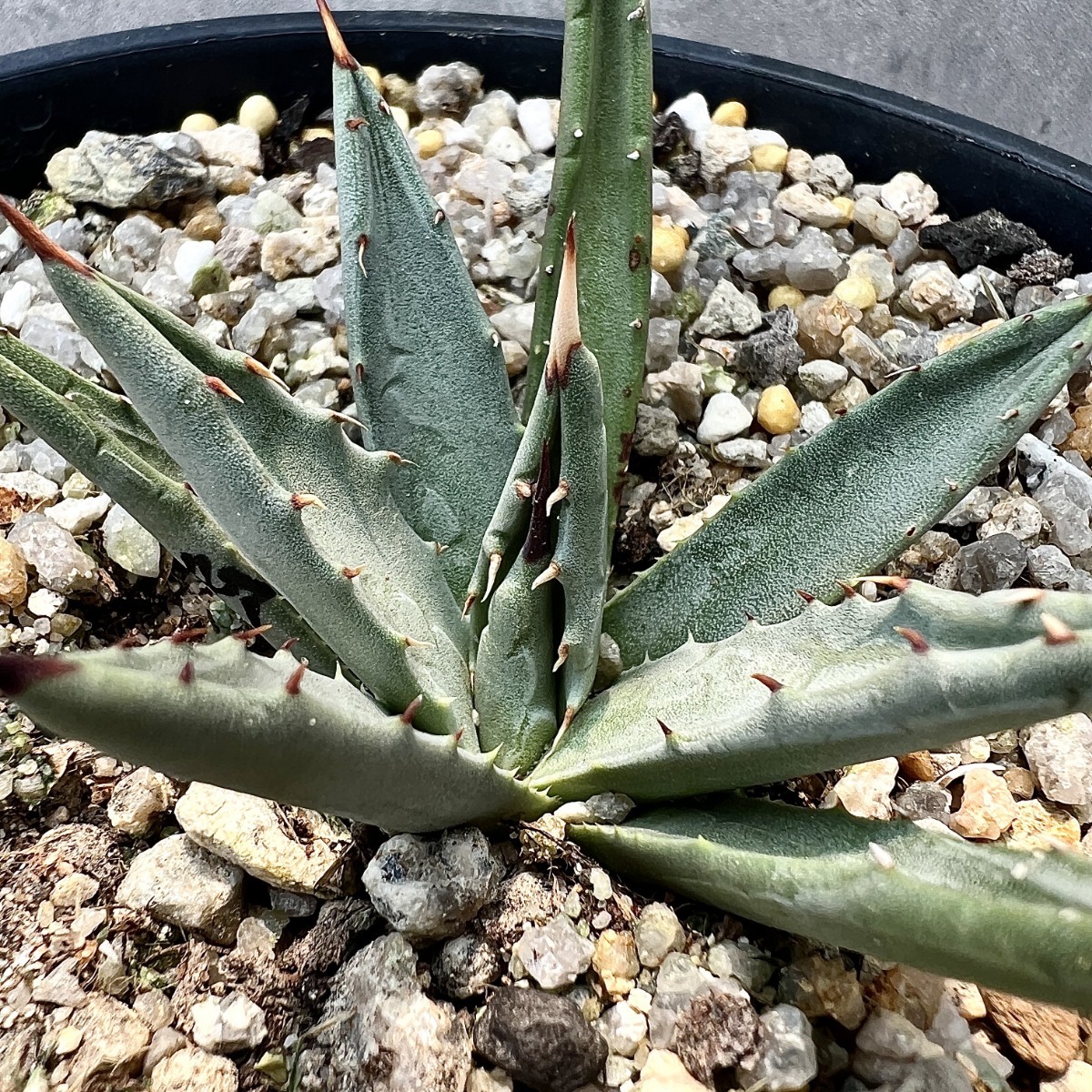 B47 多肉植物 アガベ ユタエンシス エボリスピナの苗 極上株