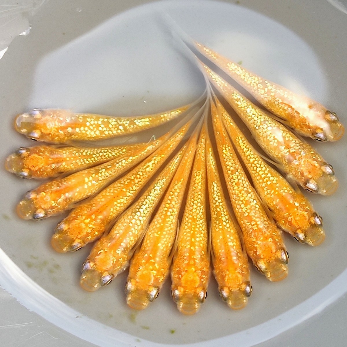 高品質，格安 【佐那めだか】現物出品　若魚　蜜柑　5ペア+α　 本家血統　