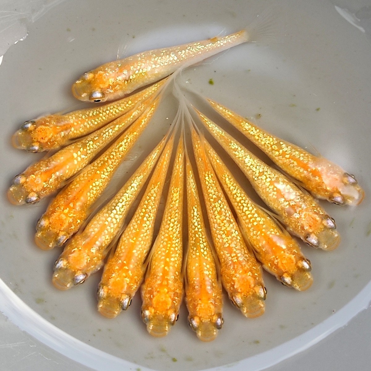 高品質，格安 【佐那めだか】現物出品　若魚　蜜柑　5ペア+α　 本家血統　